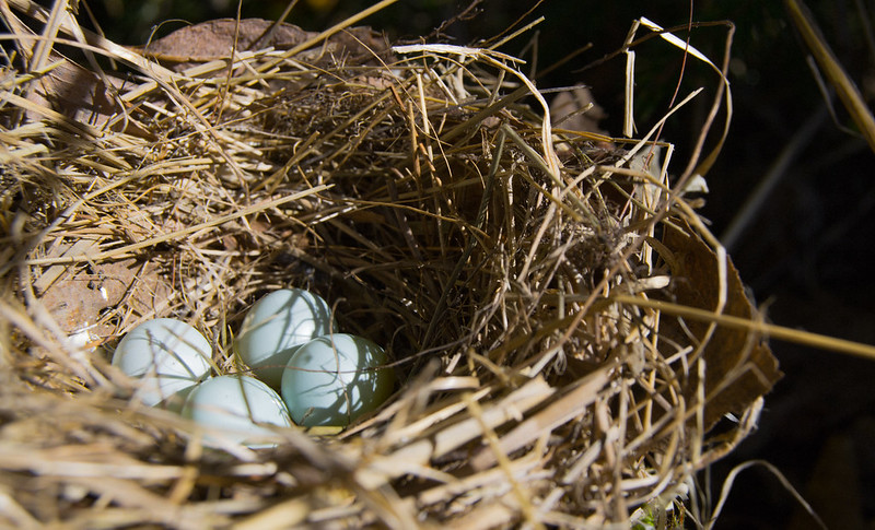 eggs nest